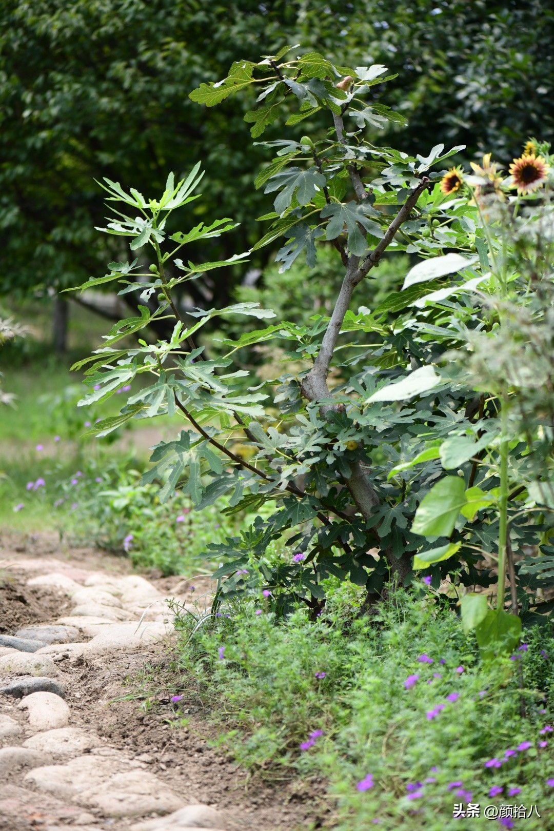 流放到菜地的花儿们，尽情绽放吧，不管在哪里｜园丁