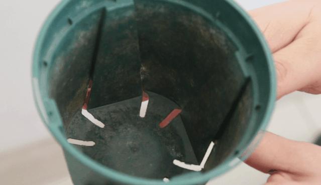 中国十大稀有珍贵菊花品种图片,一年四季开花的菊花有哪些品种