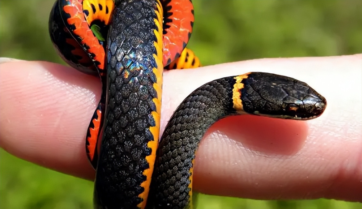 96年海南巨蟒,96年海南巨蟒事件真实情况