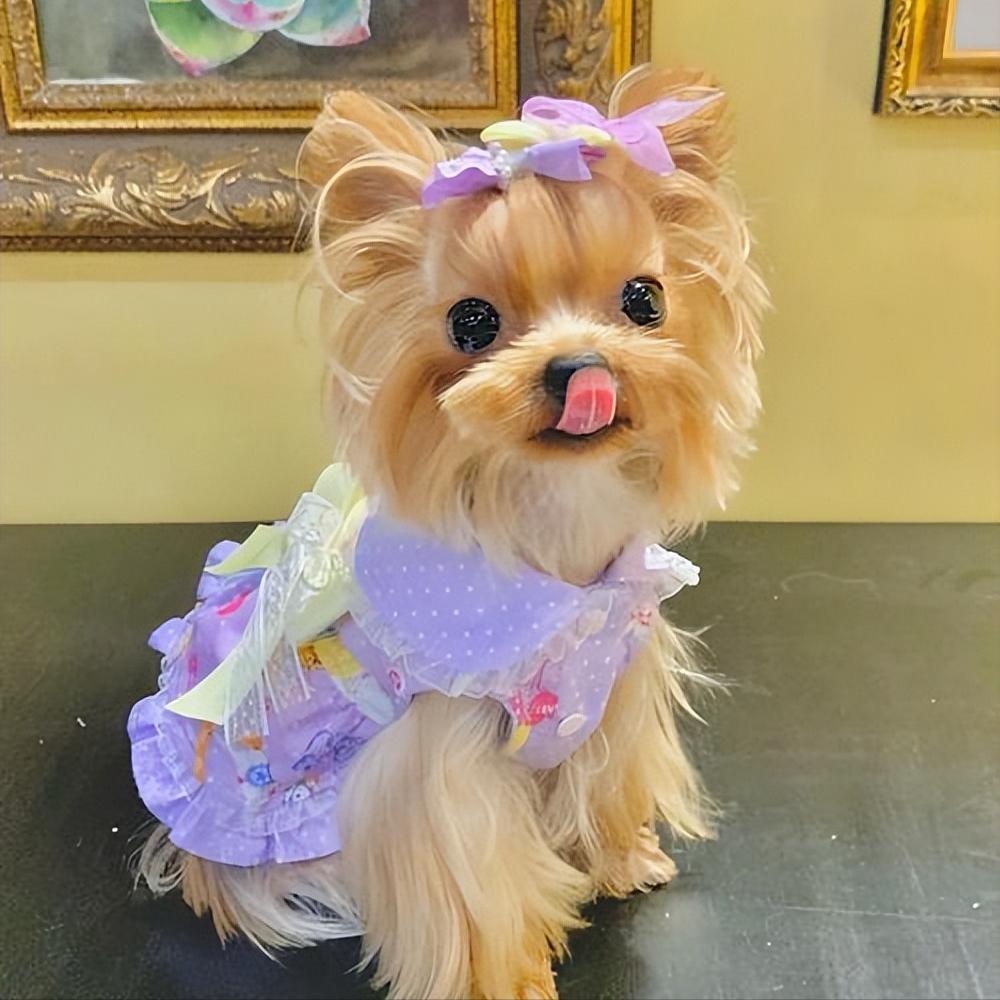 约克夏不好看为什么那么多人喜欢,约克夏为什么臭