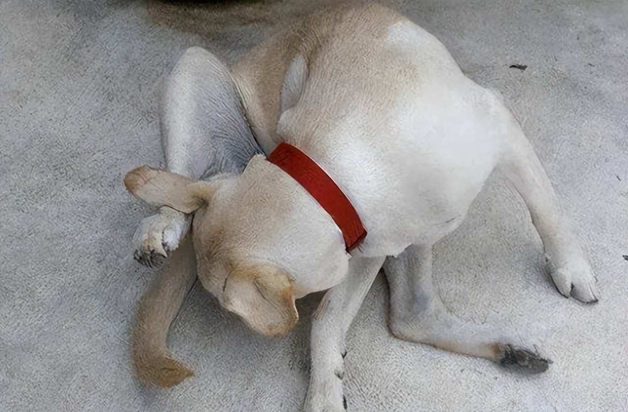 狗狗老是舔排尿处出血,狗狗老是舔排尿处是不是有炎症了