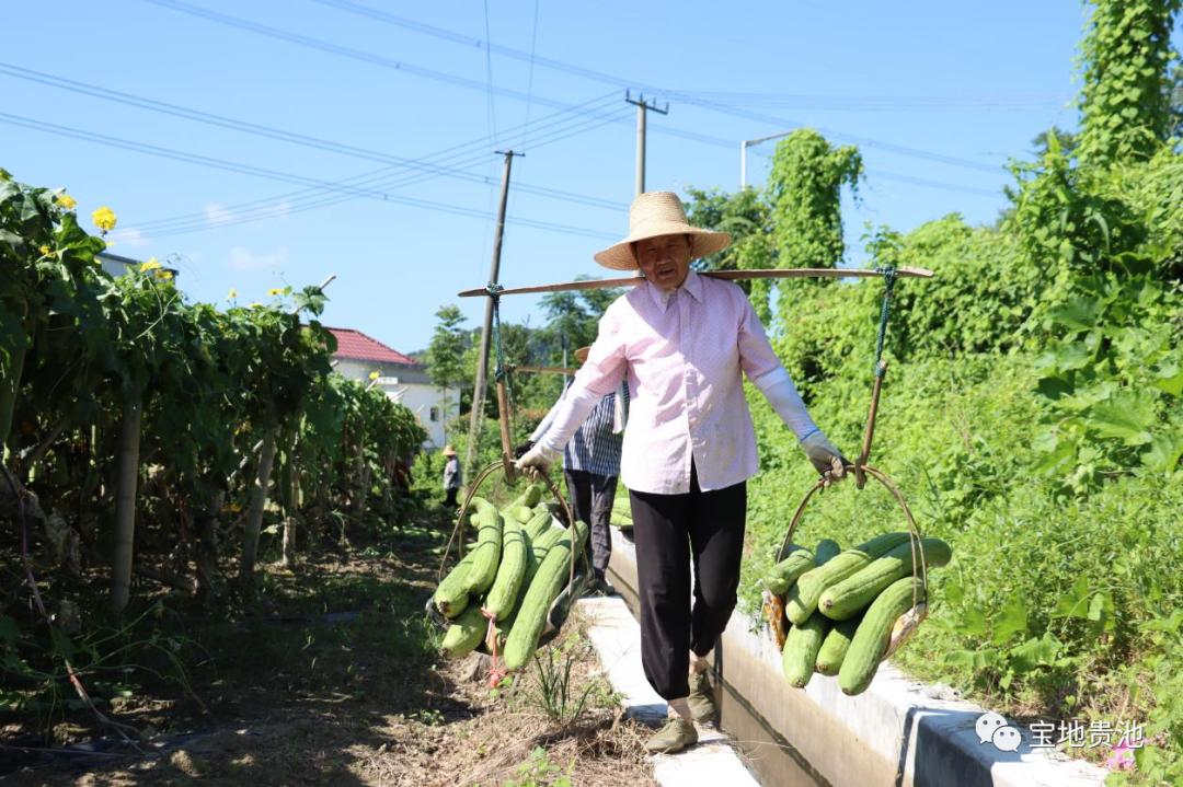迎来丰收季,丝瓜络丰收