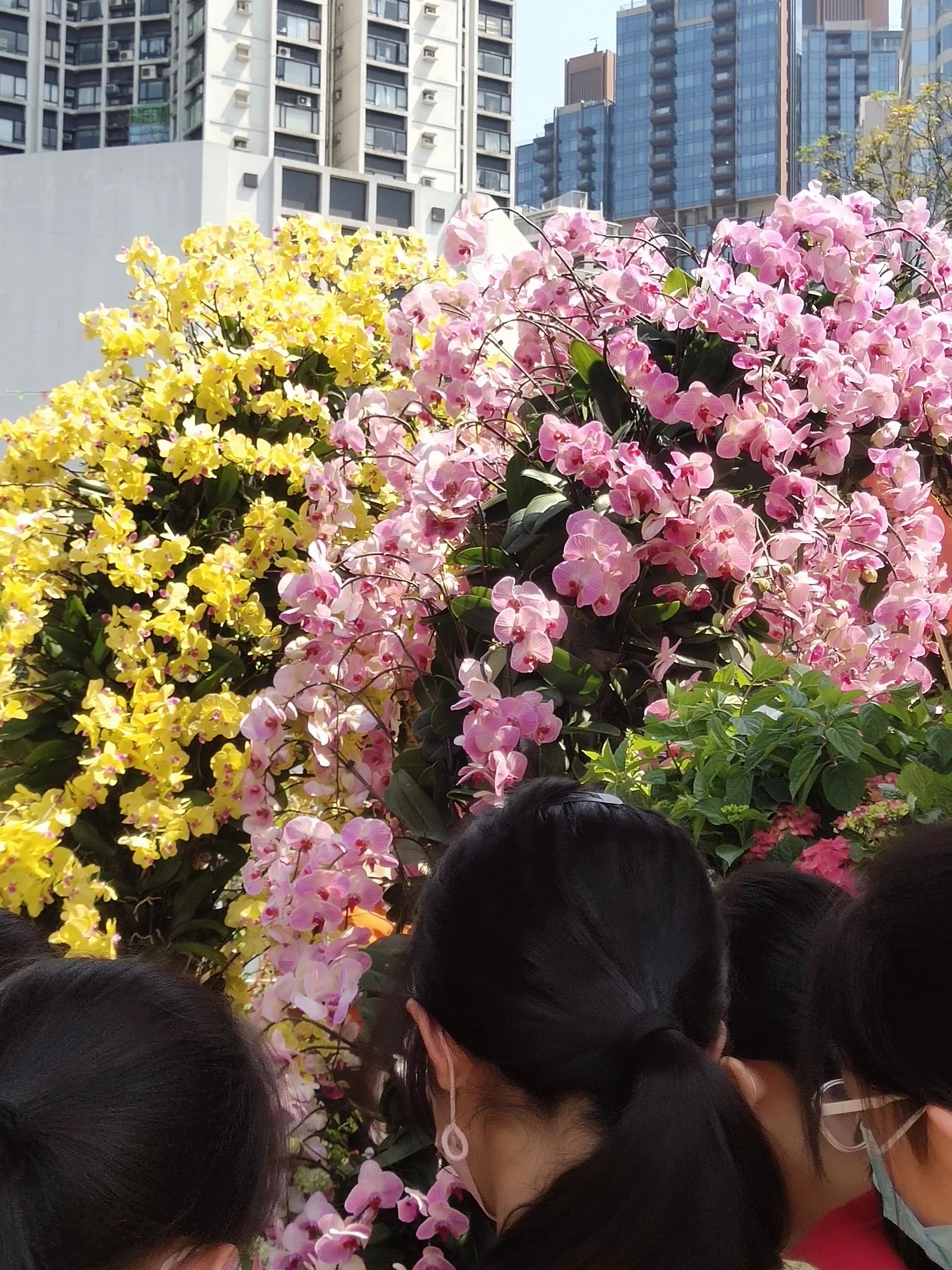 香港参观,参观花展感悟