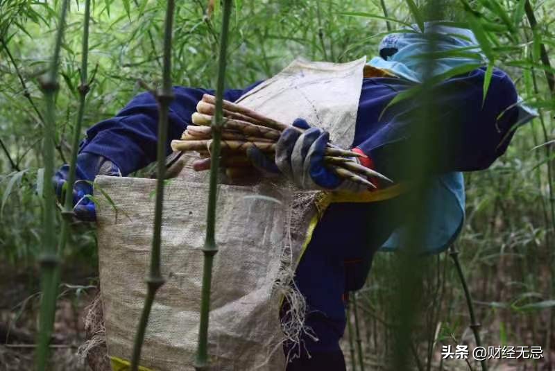 良品铺子野山笋加工过程,良品铺子野山椒山笋