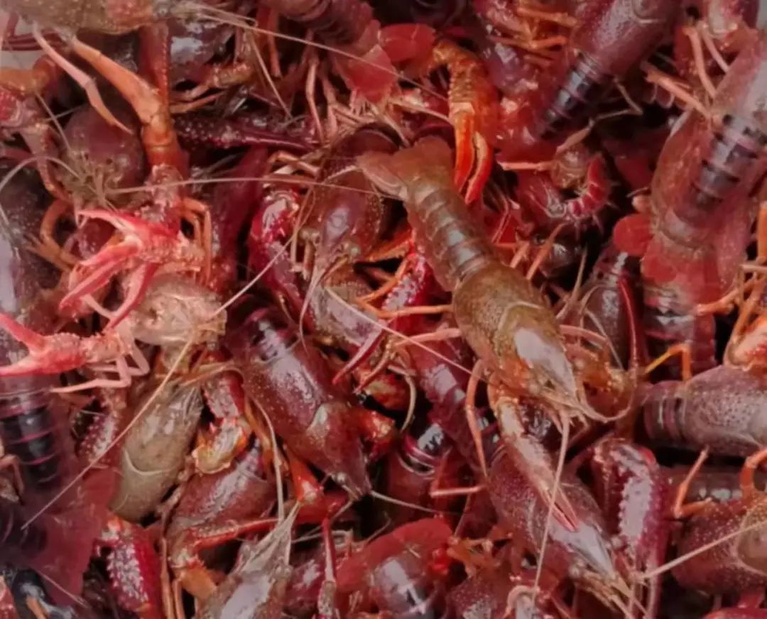 东平县种大棚挣钱吗,东平县商老庄水稻