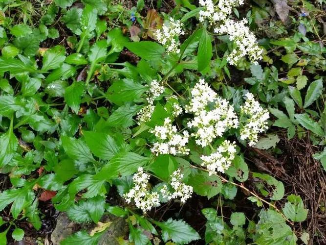 俗称“脚气草”，自带一身的陈败豆酱气，这种药材为何饱受争议？
