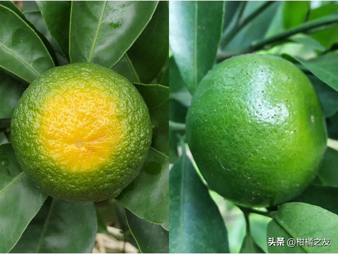 柑橘红蜘蛛果皮修复,柑橘晒成太阳果的补救措施