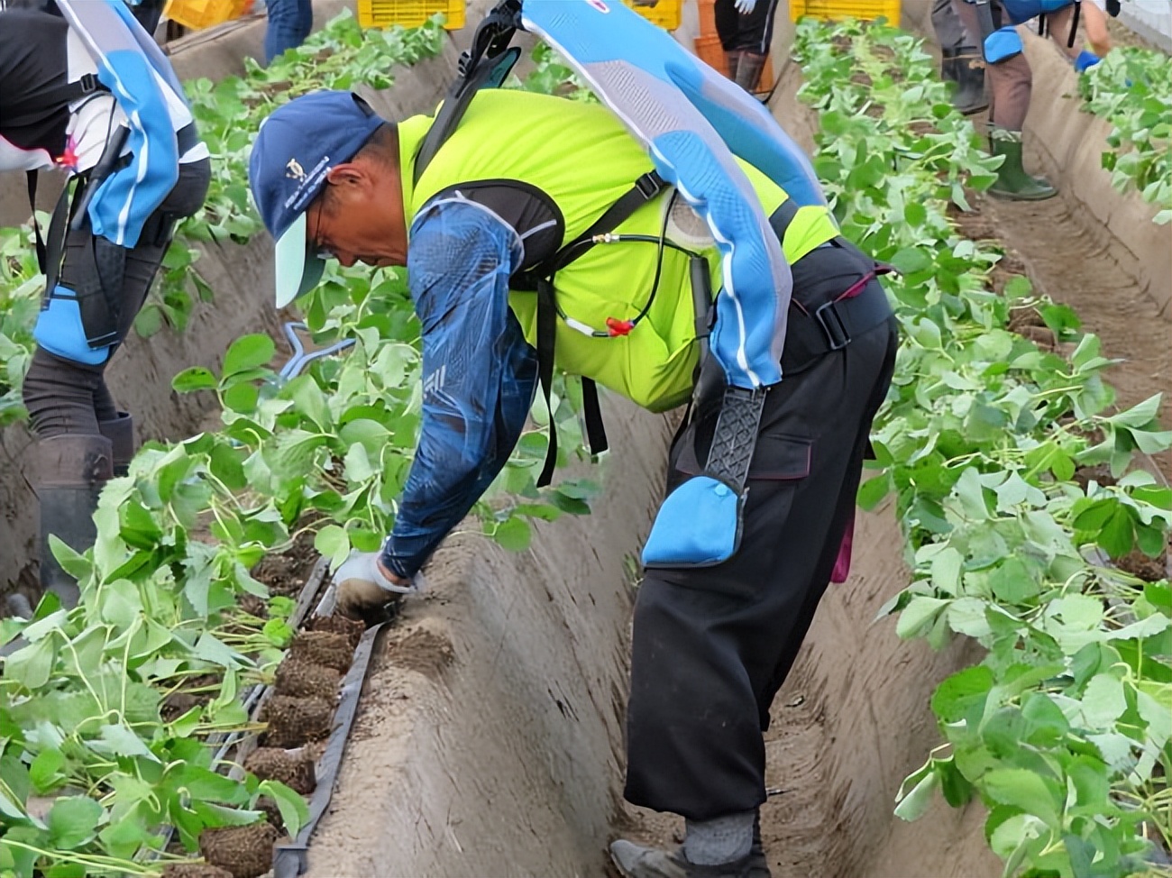 无需电源，可减轻腰部负担，日本智能农业“肌肉套装”来了