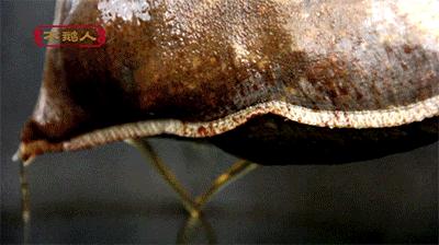 牛哇!汕头这家老店凭一锅祖传卤水,惹得天天向上和蔡澜也来采访