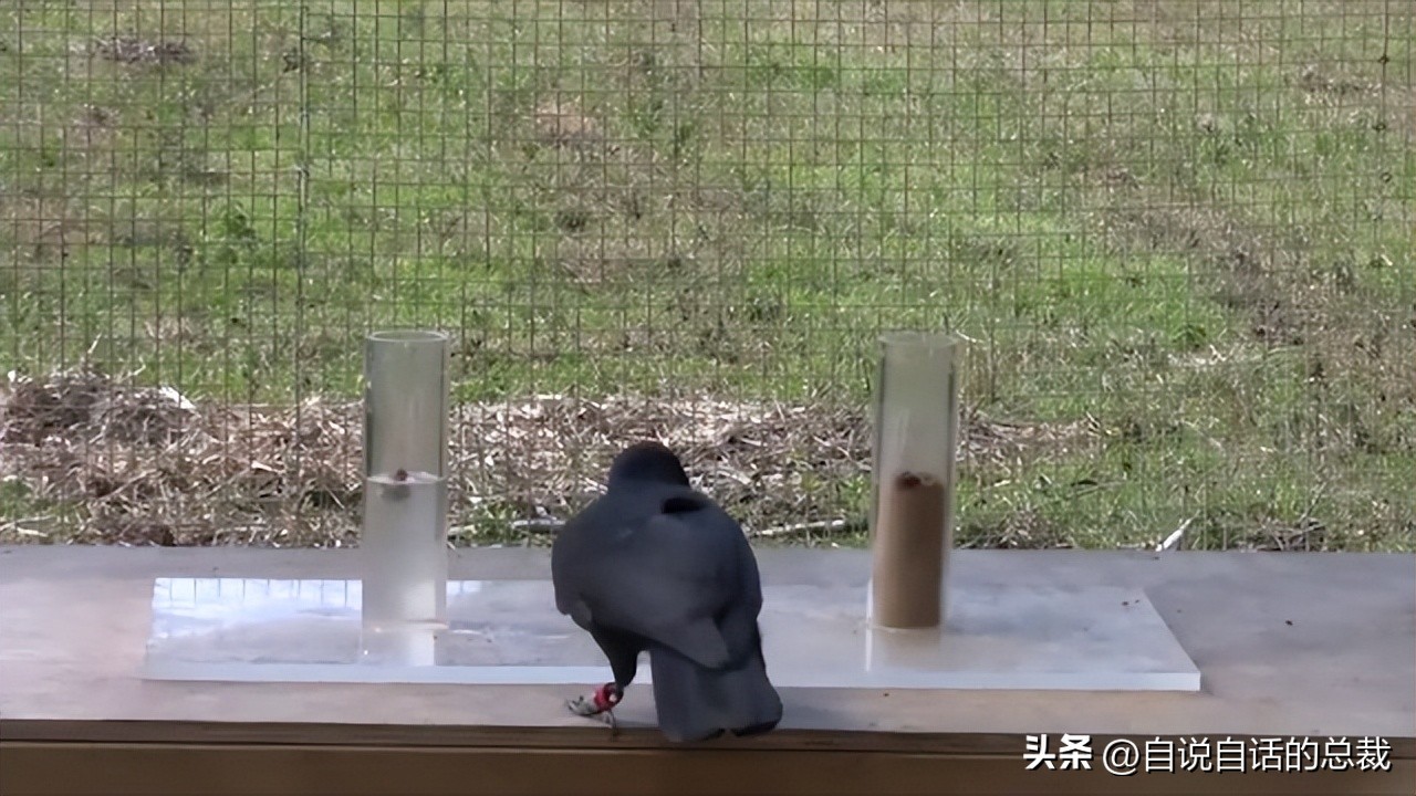 乌鸦为什么是外星人,外星人至今还未出现的5大原因