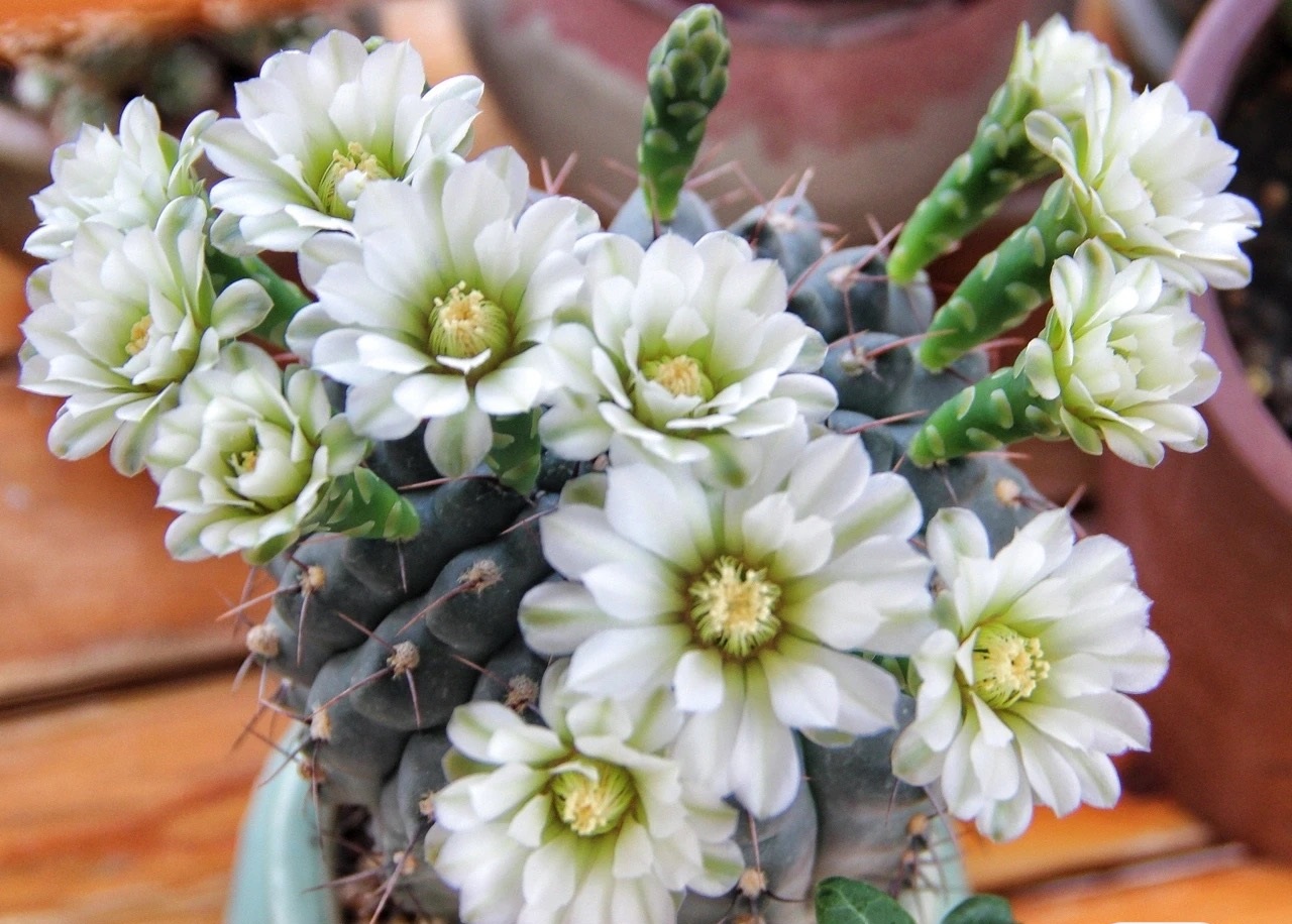 开花勤的仙人球排名,十大最好养的仙人球