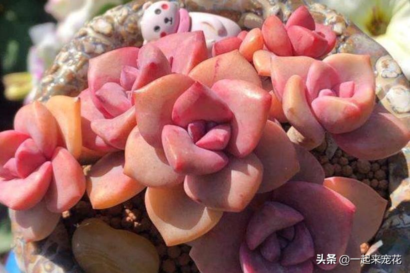 喜欢多肉就养这6种,多肉彩虹糖怎么养