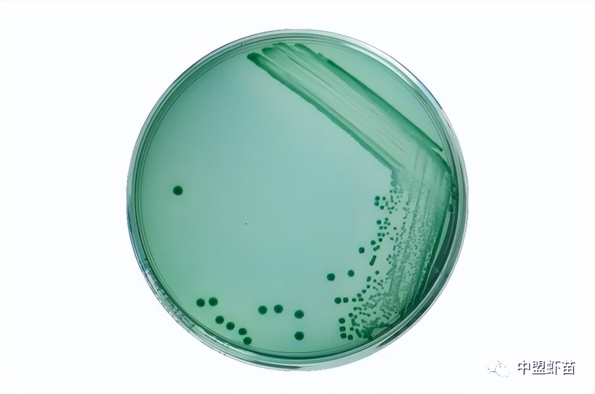 这种虾病，对虾产业产生深远影响！养殖大神揭露该病的今生前世！