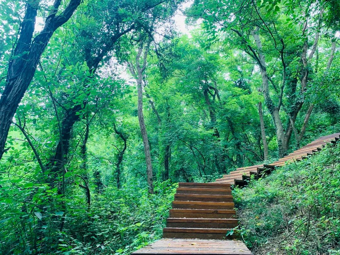 十大健身林荫步道,南京极美长江