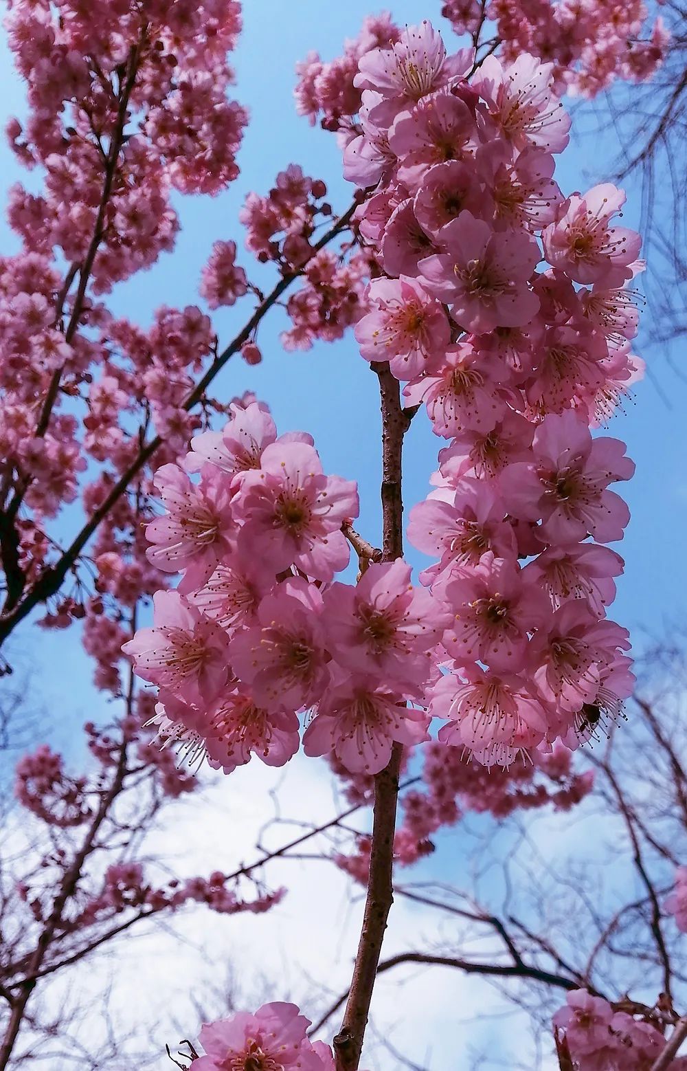 初春河津樱花图片大全,河津樱花品种大全