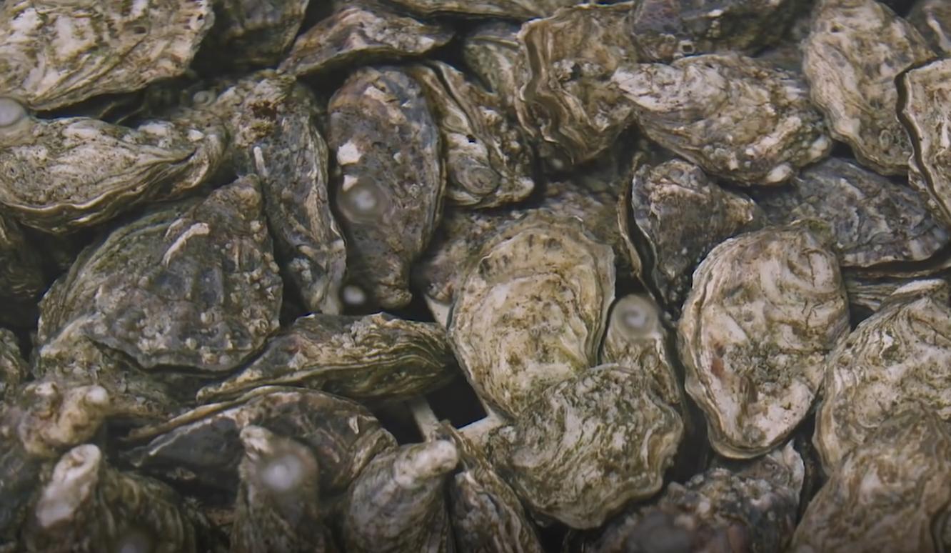 中国生蚝法国生蚝,中国吃生蚝