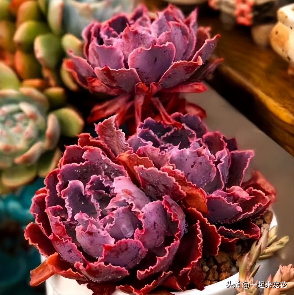 六种好看又好养的多肉,好看又好养的多肉前十名