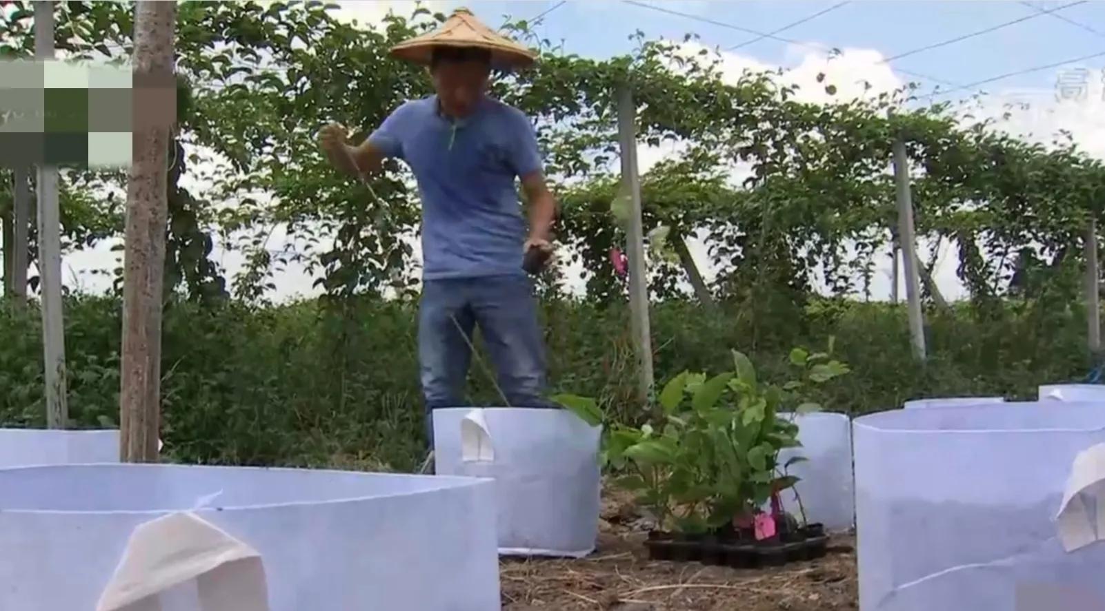 湖南小伙承包五千亩四年赚上千万,90后小伙承包15亩果园