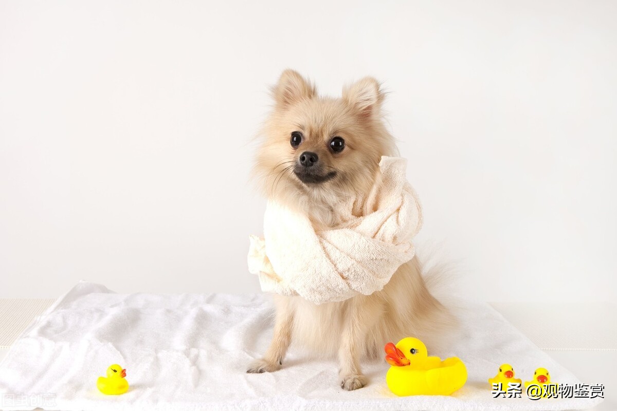 狗狗刚刚断奶怎么喂养,狗狗断奶喂食的正确方法