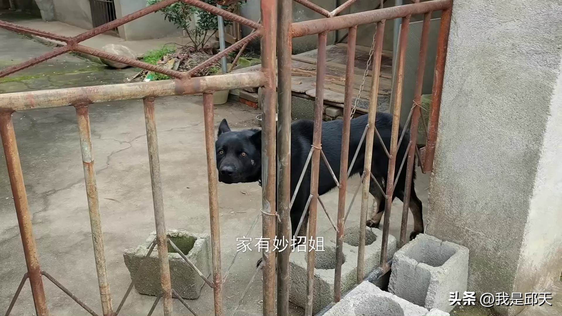 被狗咬怎么才能不让它咬,被狗追咬自救的方法