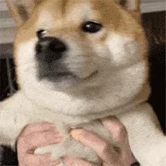 交友聊天第一个表情包,年底回家相亲表情包