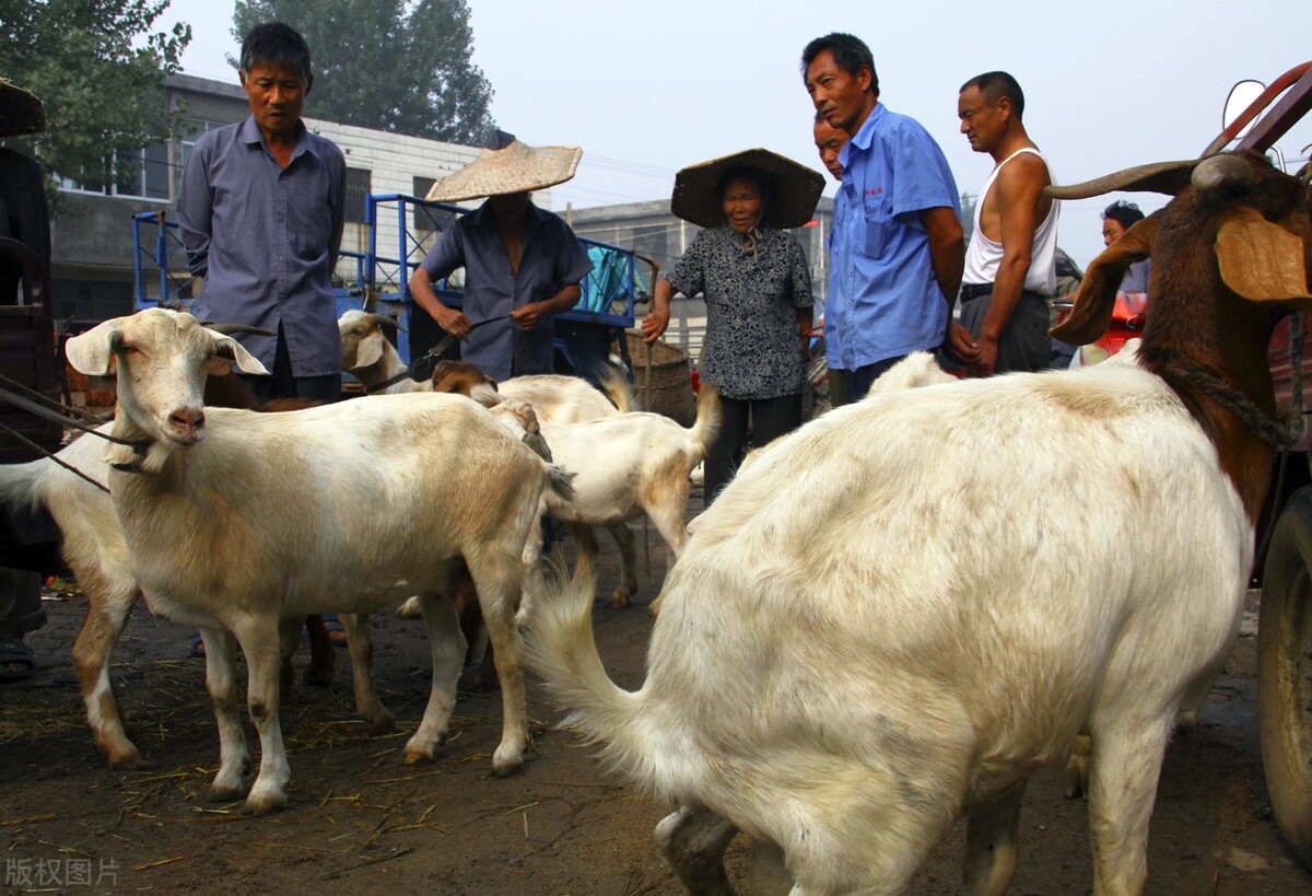 养羊为什么会挣不到钱呢,养羊技术一只羊能卖多少钱
