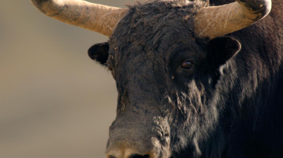 中国人冒死拍的纪录片,一群中国人冒死拍摄