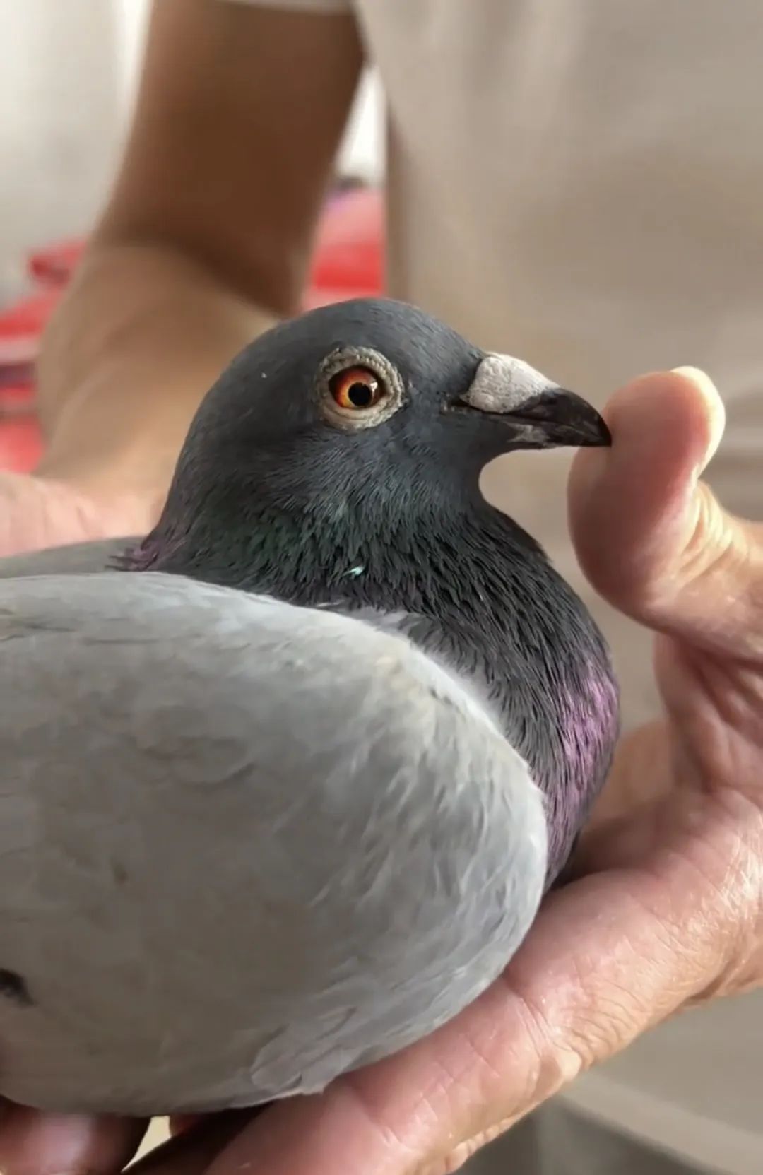 陋棚一样可以飞出“飞龙荣耀杯”13760羽总冠军，王志杭夺得亚军