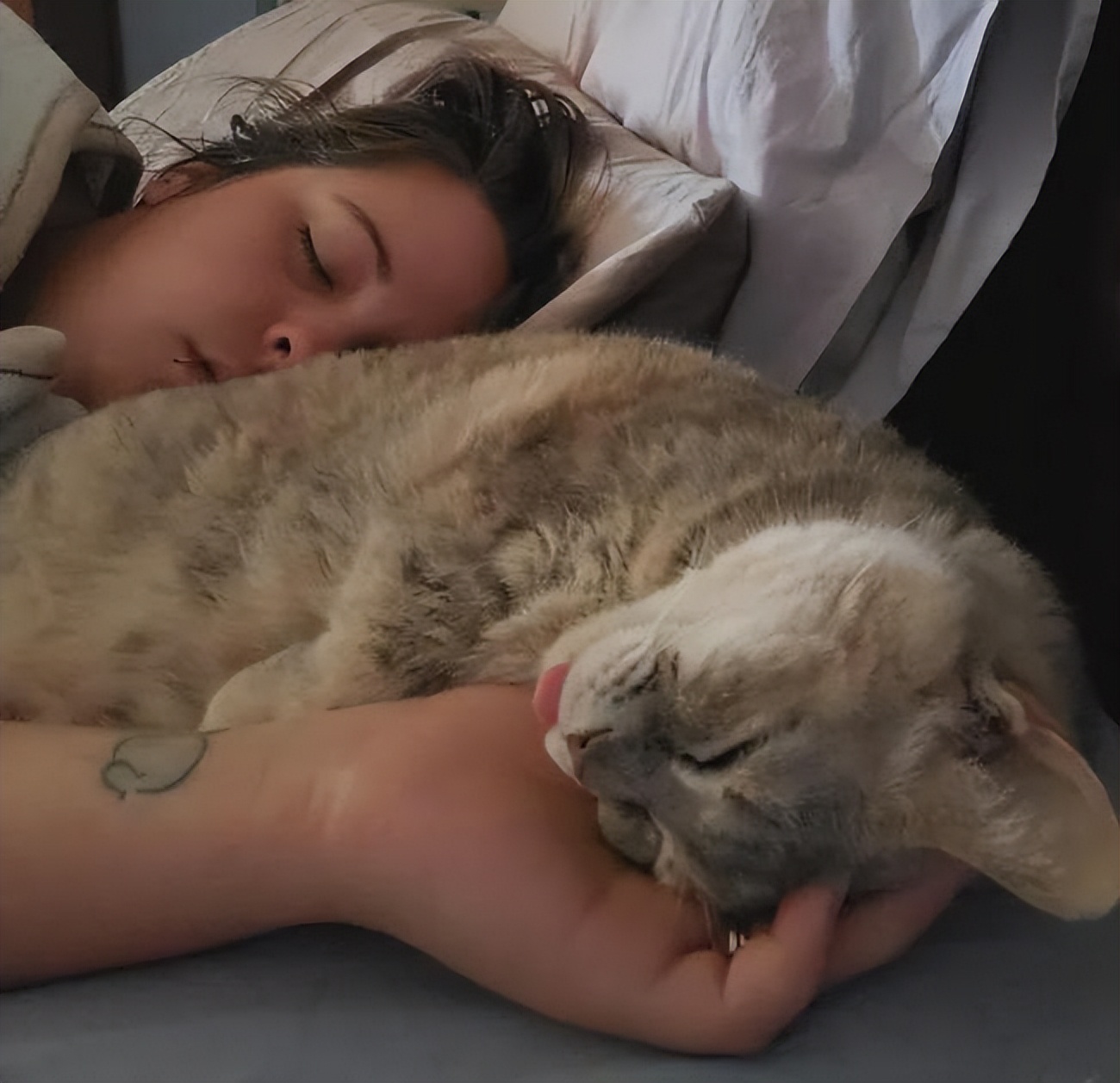 钟南山院士建议孕妇养猫狗原视频,钟南山院士谈养猫预防哮喘