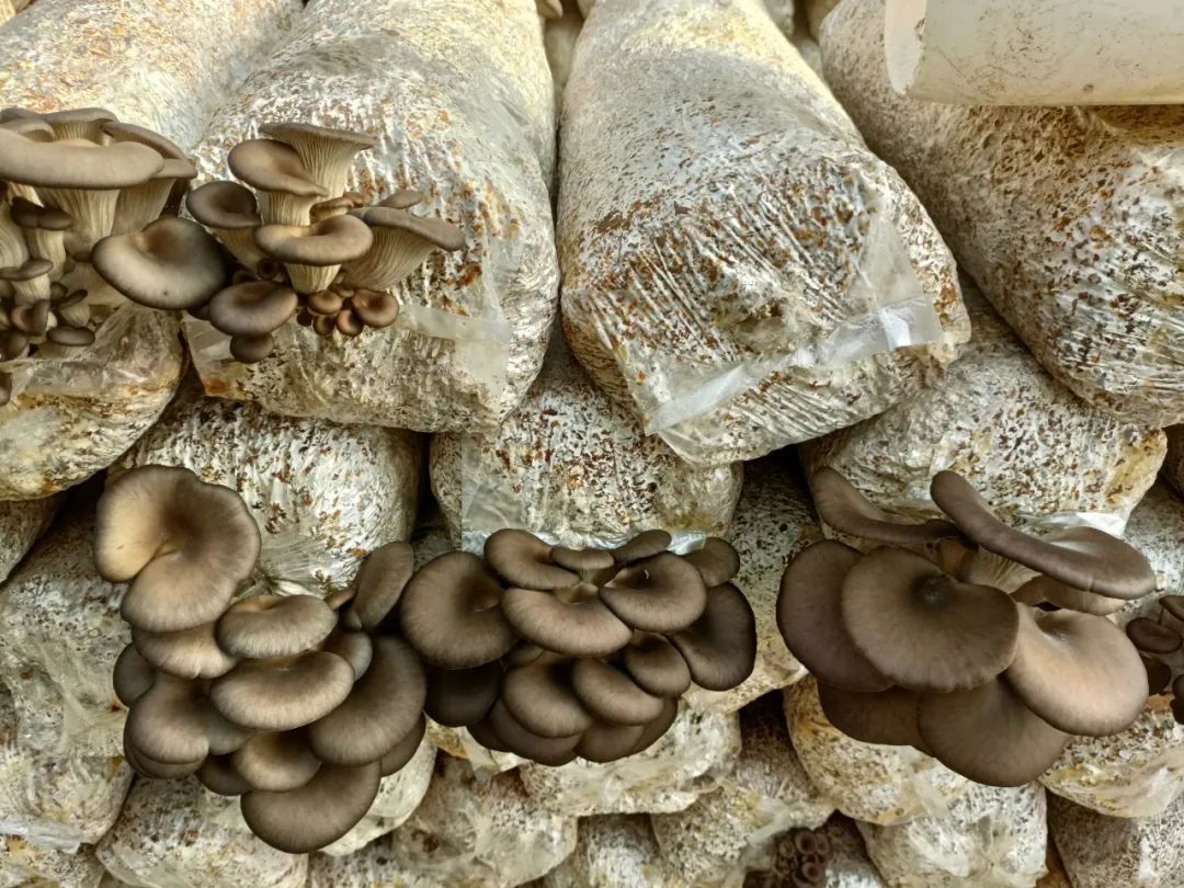 邀您来看，冬日里的“致富经”~