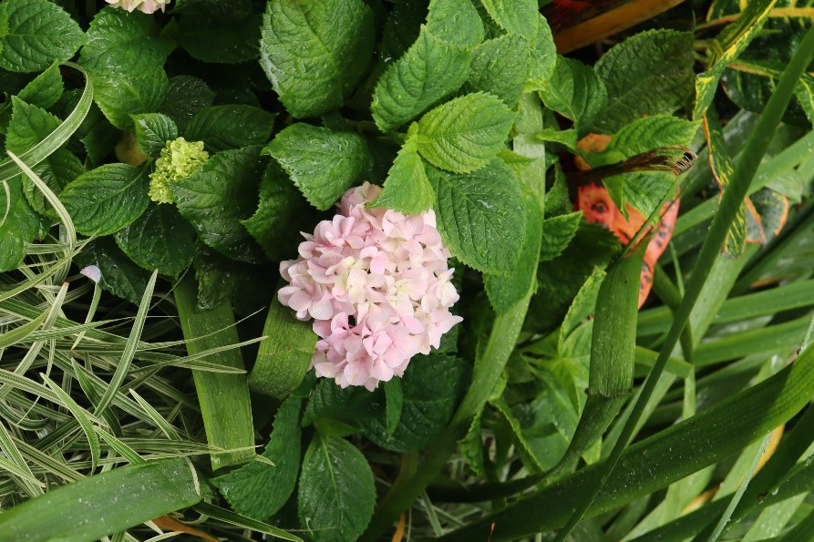 你们的小区绿化都是什么样的,小区绿化你觉得怎么样