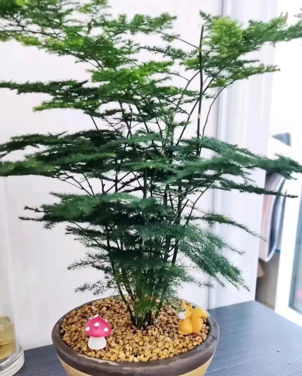 增湿除甲醛绿植,除甲醛好养的绿植有哪些