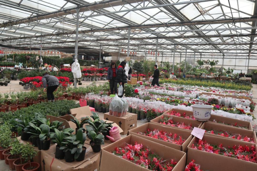 经营面积再增加1万平方米！北京唯一一家绿植花卉分拨中心又有新动作