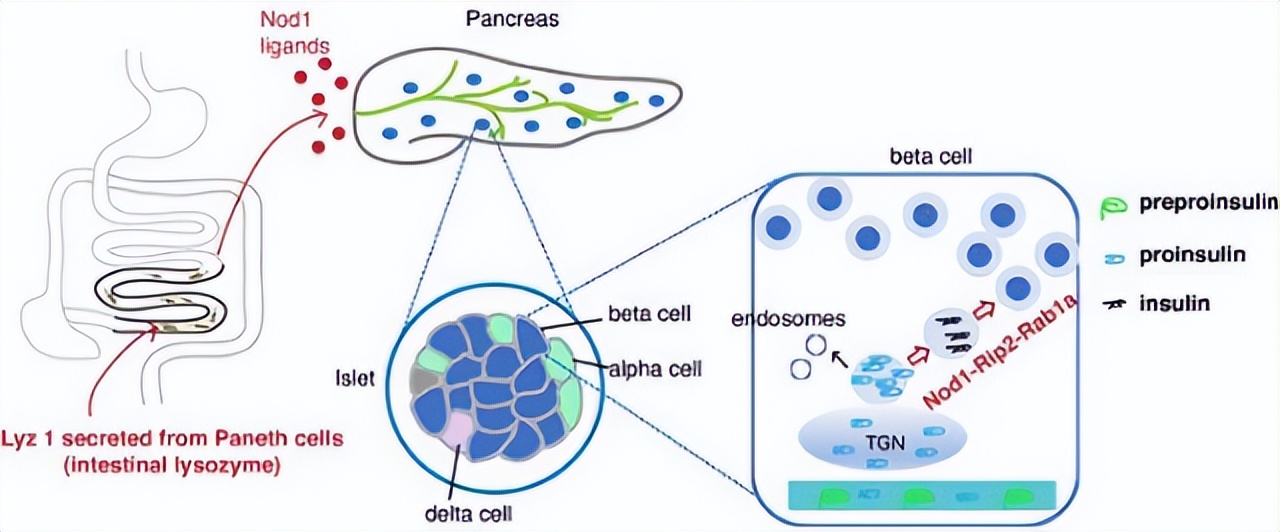 升糖指数高的食物吃多会低血糖吗,高血压人管住嘴这四种食物不能吃