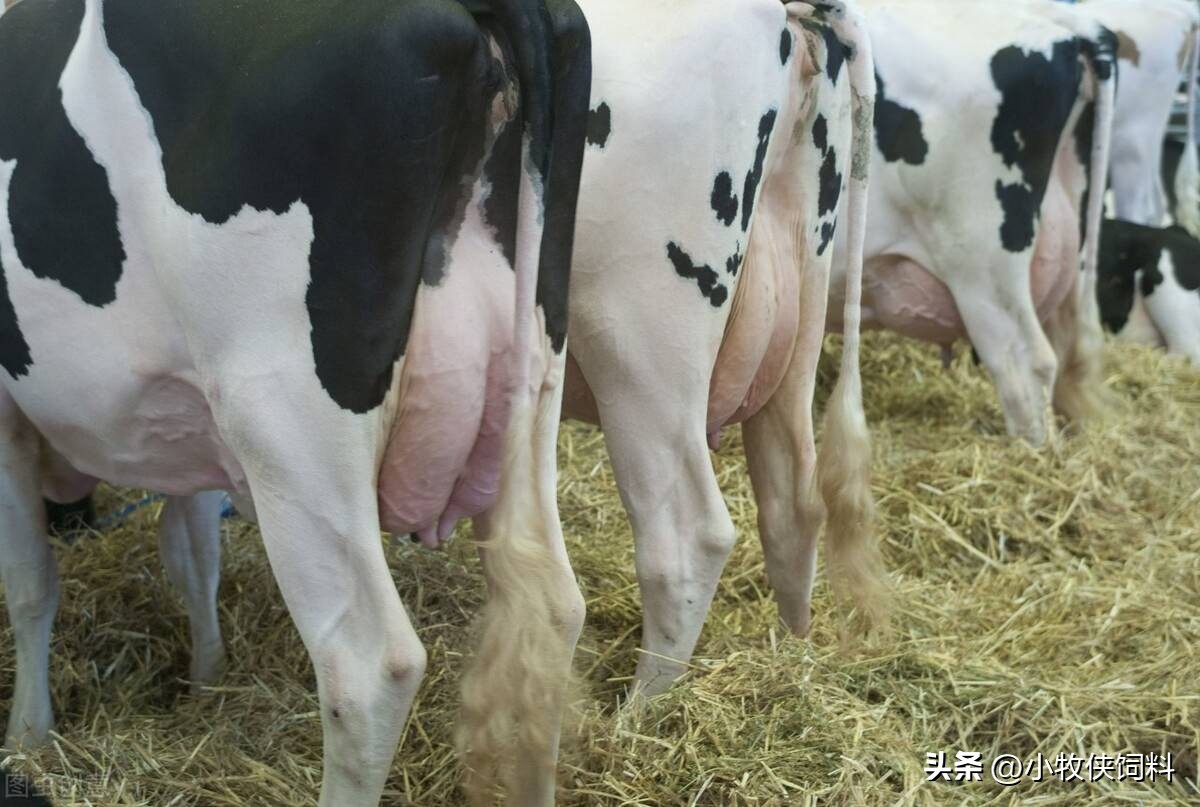 怎么治牛的胎衣不下,牛生下犊牛胎衣不下怎么办