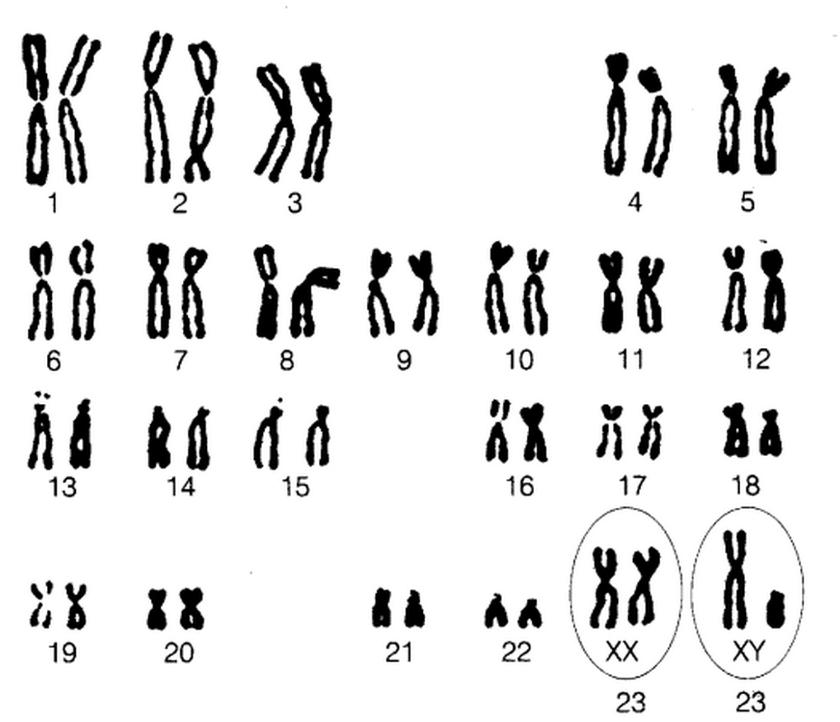 法国牛品种有哪些,全世界牛的种类和分布
