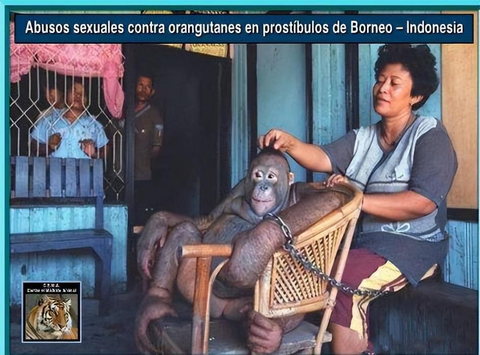 美国女孩侵犯自家狗狗被捕，背后有什么样的社会文化心理