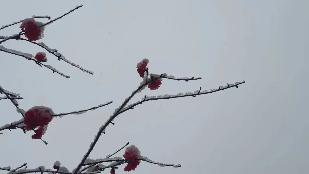 下雪的绝美诗句,最美下雪的诗词