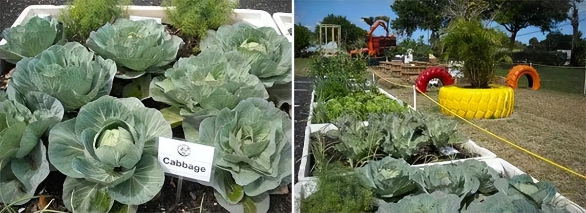 种植型家庭农场经营模式,新农田柑橘种植家庭农场