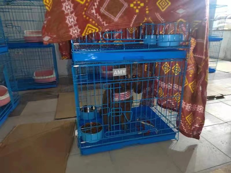 建宠物方舱,疫情期间深圳给宠物建方舱