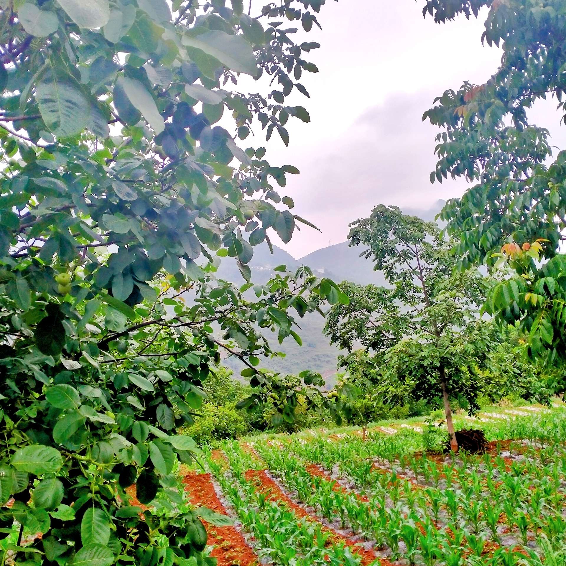 多想一觉醒来，我还是那个赖床的孩子