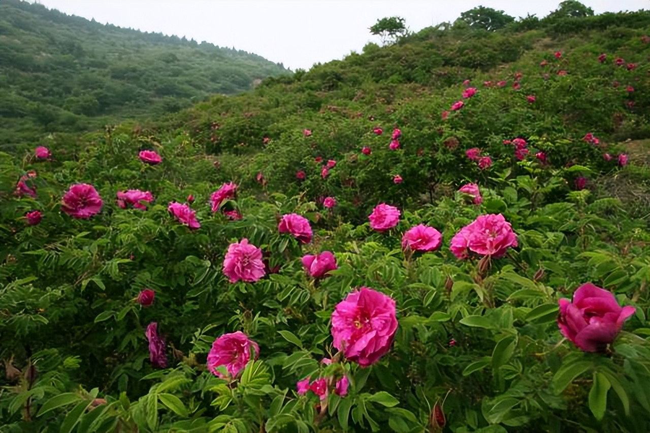 今夏避暑游生态门头沟,门头沟夏季避暑旅游景点