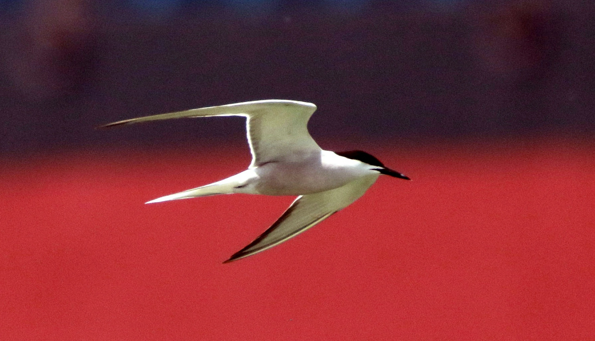 打油诗回忆往事,打油诗今日复明日