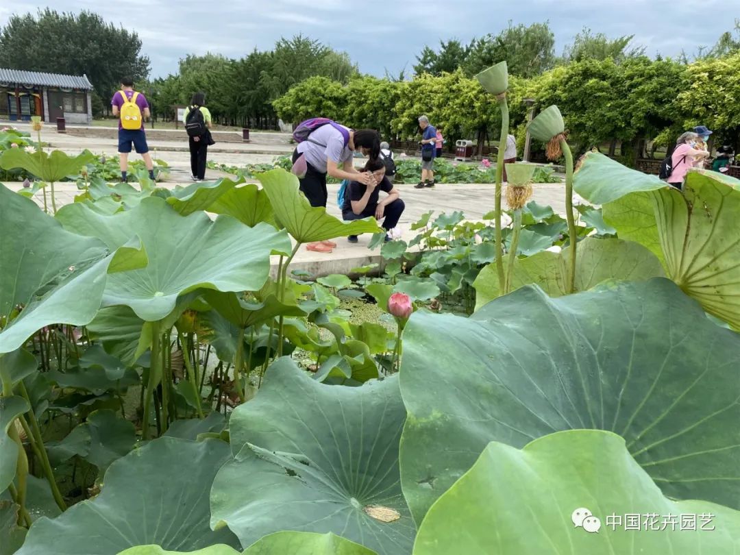 2022年全国荷花展,第三十六届全国荷花展预热