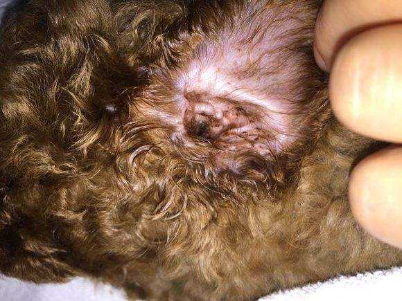 泰迪为什么不建议养,养泰迪一个月多少钱合适