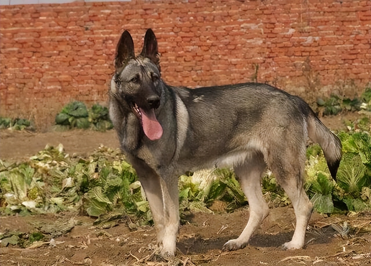 昆明犬的毛病,昆明犬的优缺点