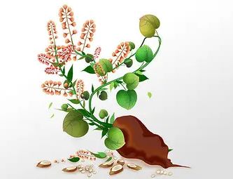 去除鼻子黑头粉刺的清理过程,激光去除粉刺黑头效果怎么样