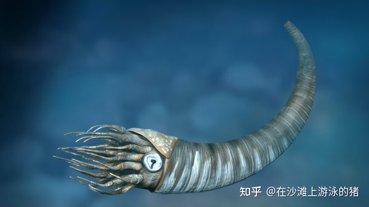 大话舟山海鲜系列(三)—大话墨鱼(喷墨家族成员之一)