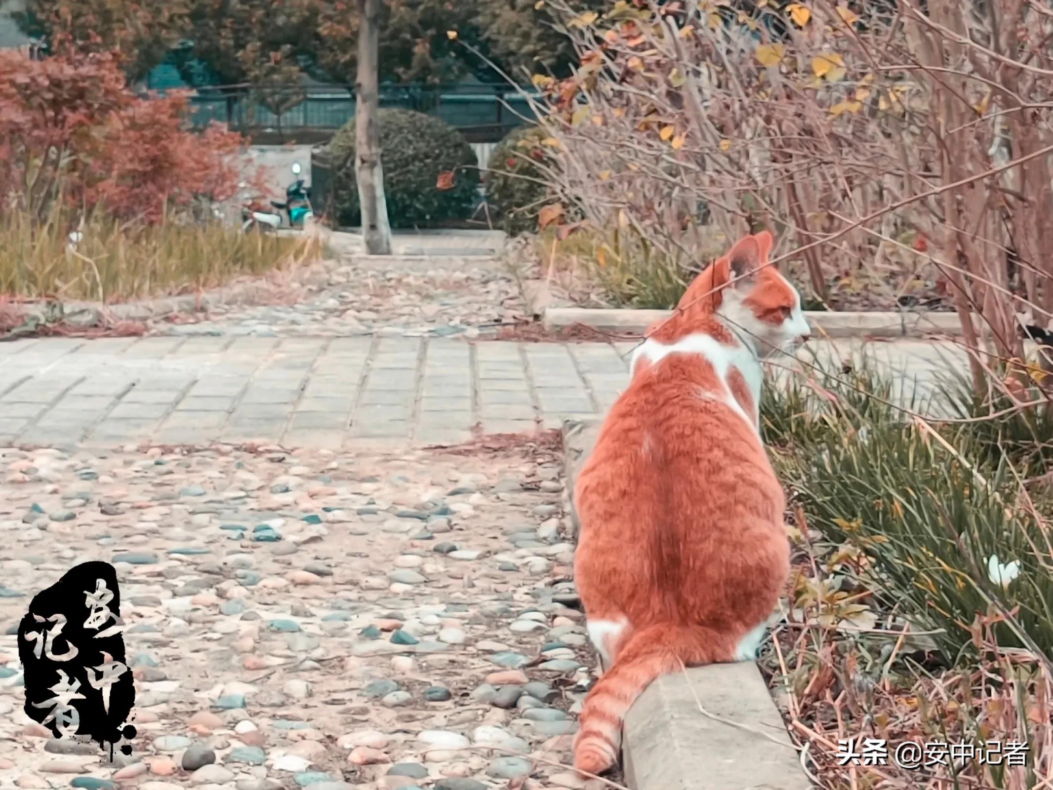 安中医的简介,安中医门诊