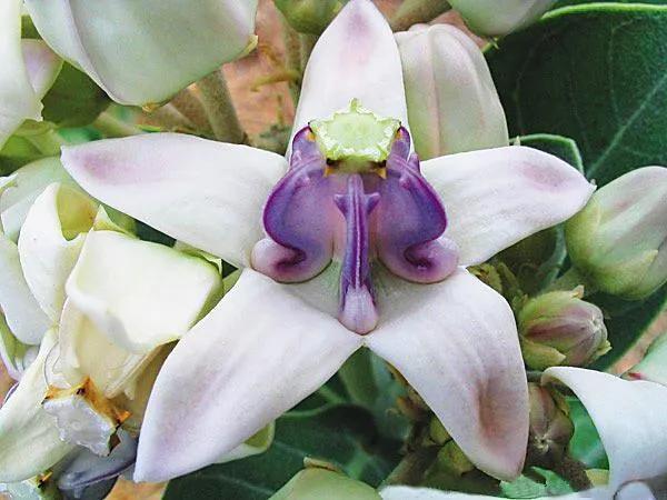 五星花有什么特点,五星花最漂亮的品种